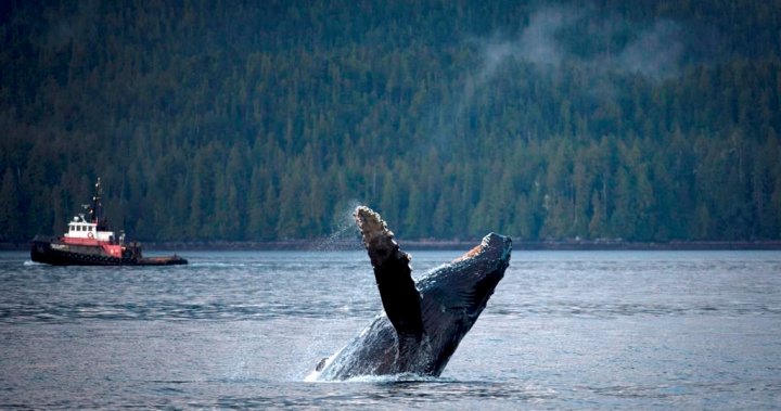Critical tool: New whale detection technology being used in B.C. waters [Video]