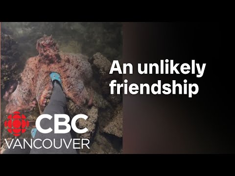 An octopus squeezes a B.C. woman’s leg [Video]