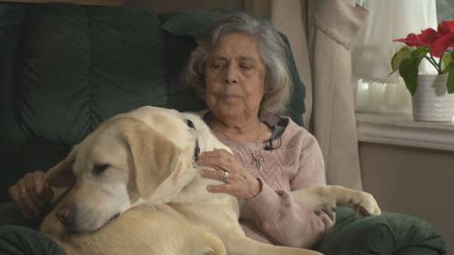 B.C. blind woman and guide dog refused taxi service [Video]