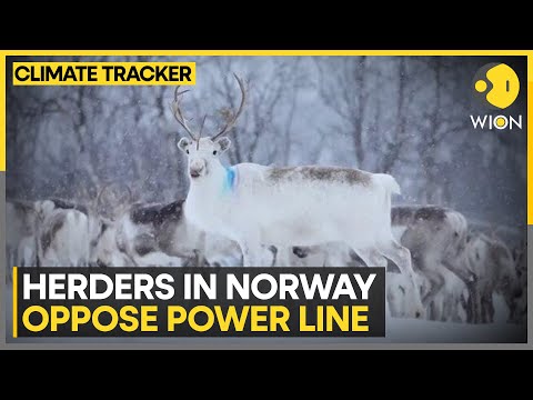 Norway: Indigenous reindeer herders worried about power line | WION Climate Tracker [Video]