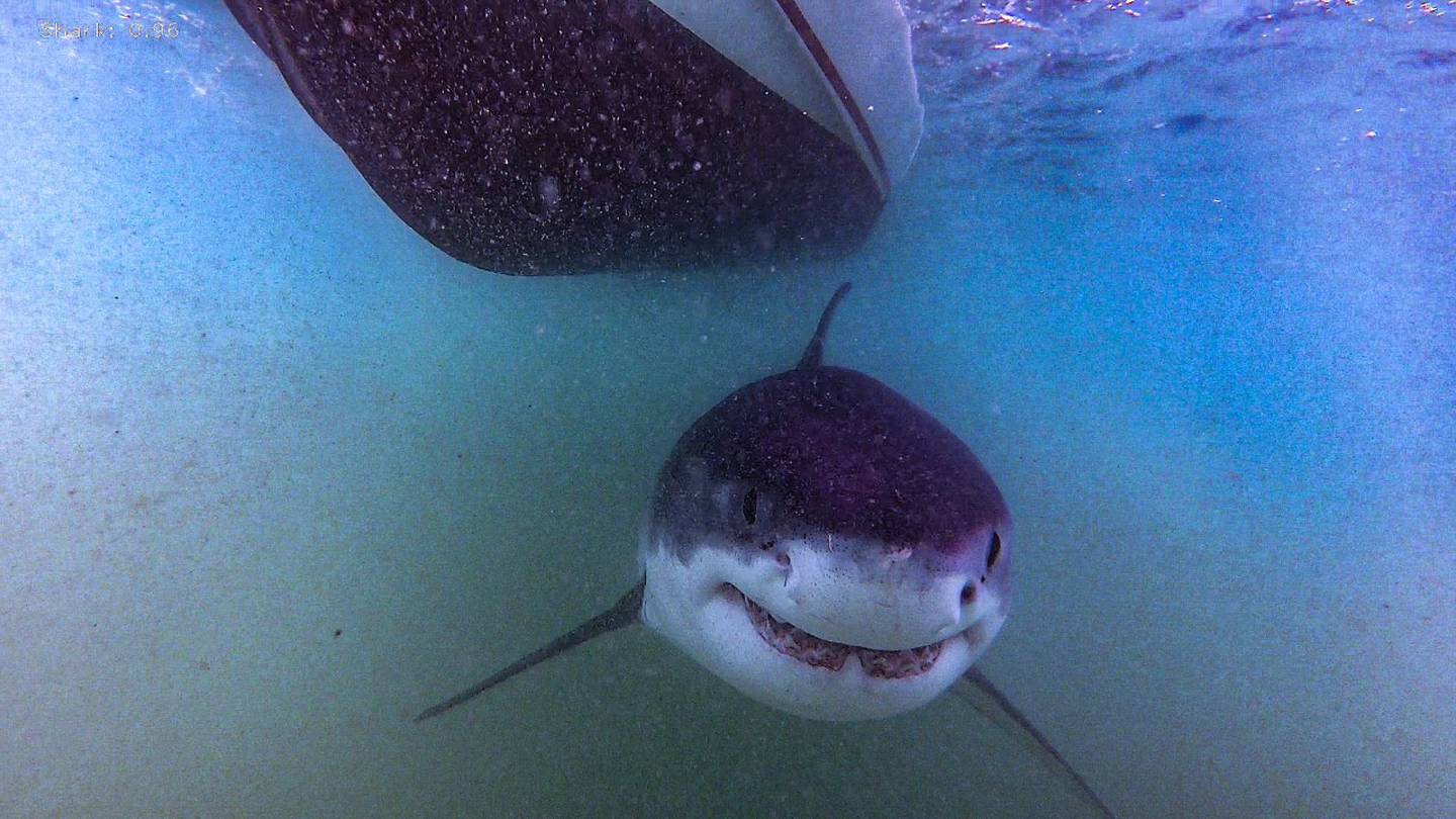 Atlantic White Shark Conservancy updates white shark catalog on Cape Cod  Boston 25 News [Video]