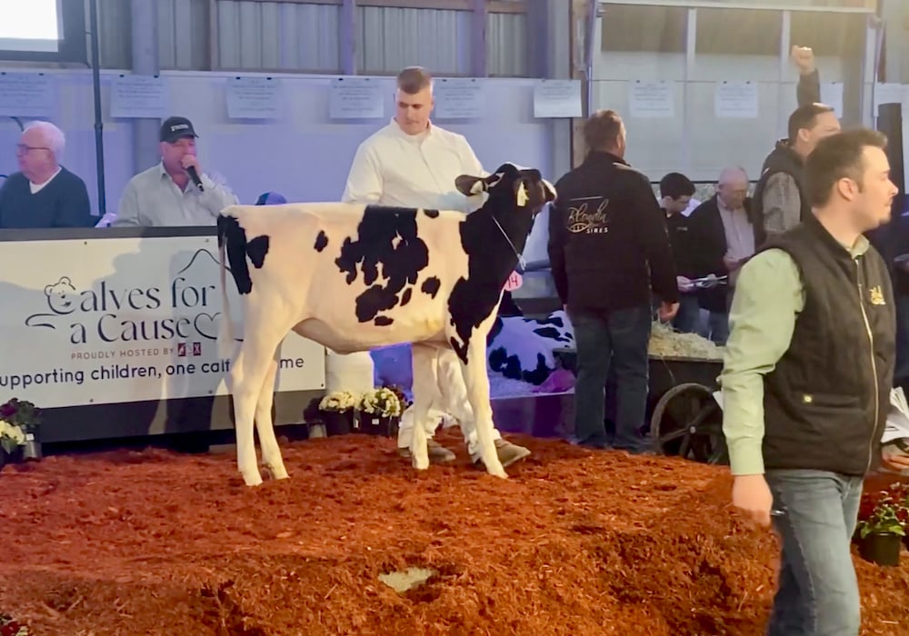 Calves for a Cause draws crowds, top genetics [Video]
