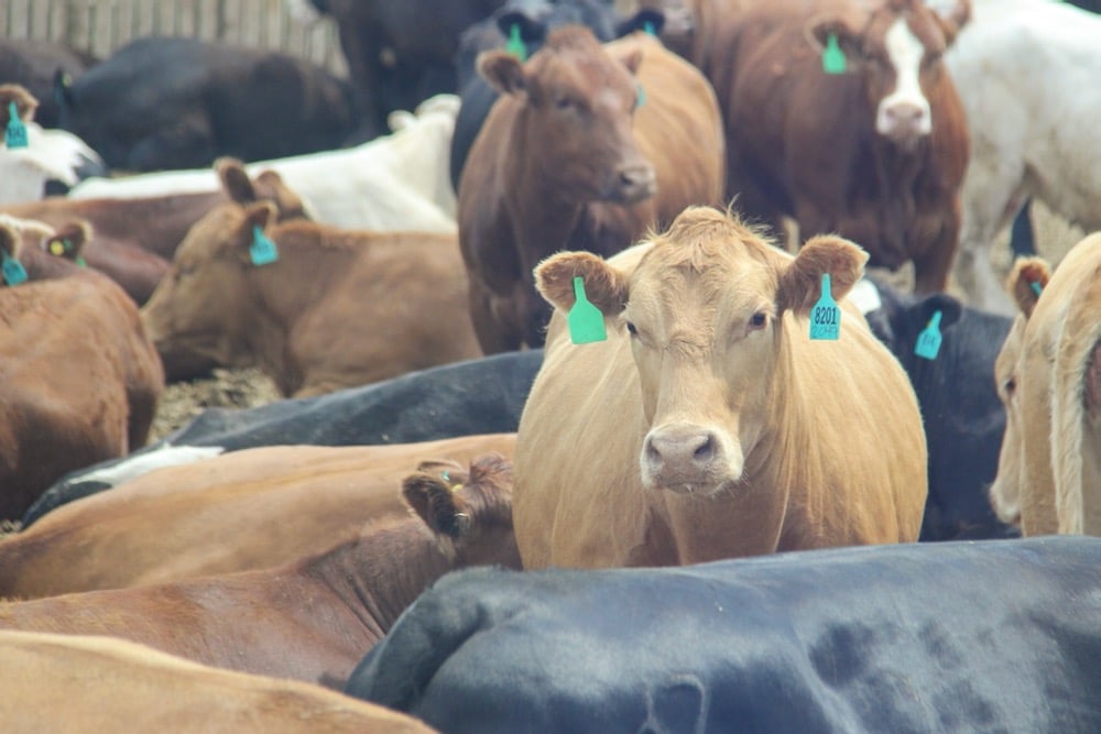 U.S. livestock: CME livestock futures turn higher amid rising wholesale prices [Video]