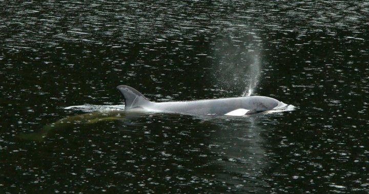 Rescue operation underway to save orca calf in Vancouver Island waters [Video]