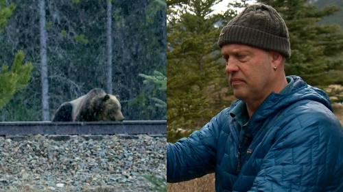 Banffs famous grizzly bears close call with moving train caught by local filmmaker [Video]