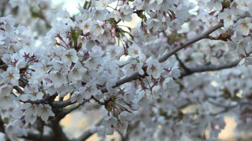High Park cherry blossoms on schedule to bloom in Toronto [Video]