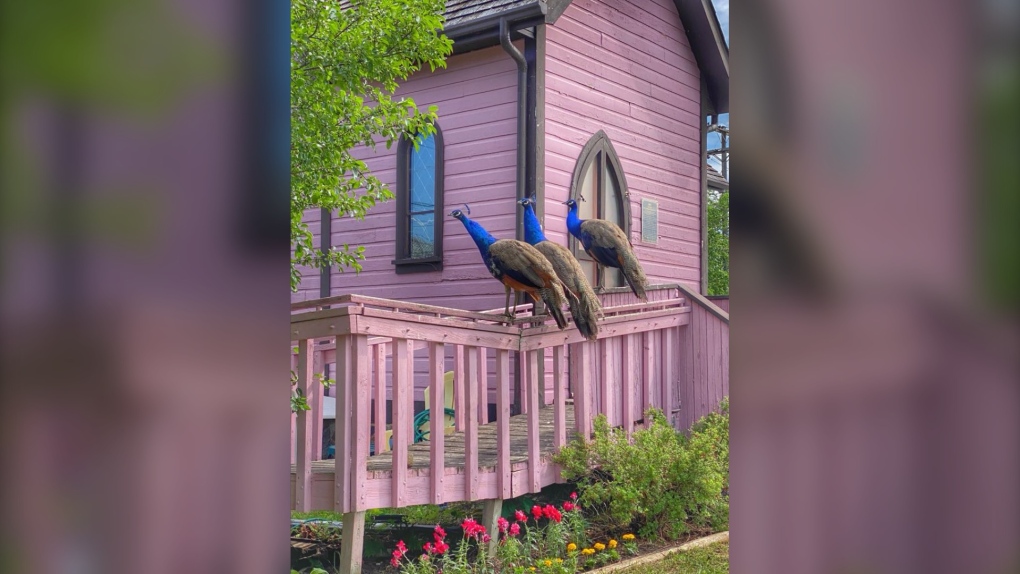 Why Souris has peacocks roaming the streets [Video]