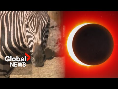 Solar eclipse: Quebec researchers observe animal behaviour during rare event [Video]