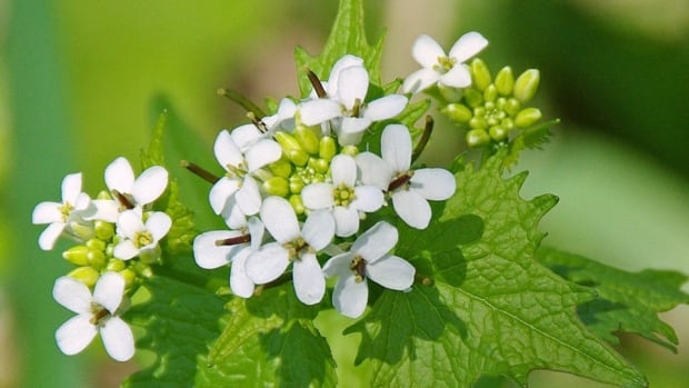 How to get rid of invasive garlic mustard? Just eat it, forager says [Video]