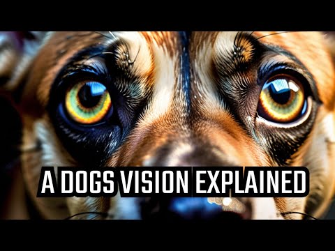 Unveiling Dogs’ Incredible Vision Secrets! [Video]