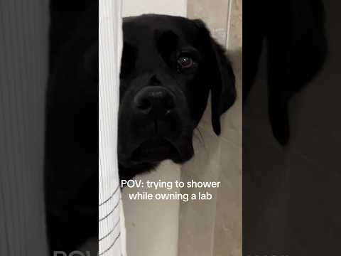 POV: Trying to shower while owning a Lab [Video]