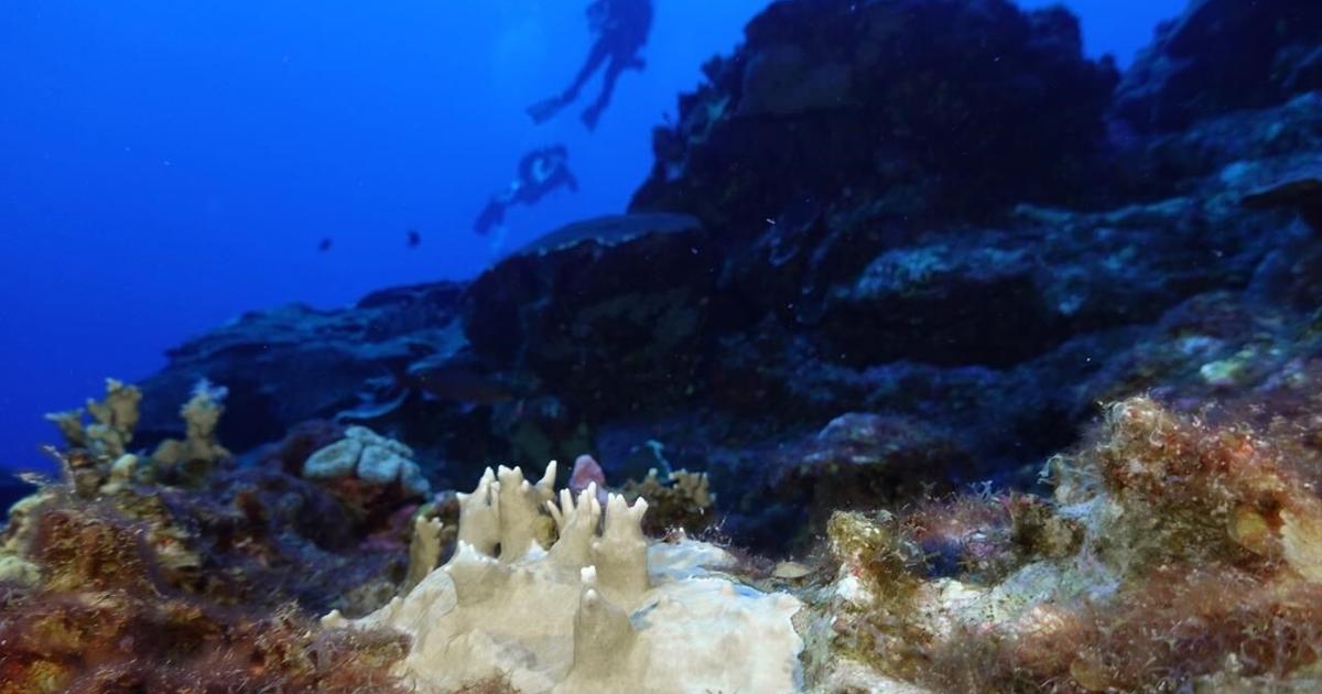 Scientists say coral reefs around the world are experiencing mass bleaching in warming oceans [Video]