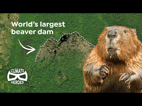 This Beaver Dam is So Huge, You Can See It from Space | Climate Heroes [Video]