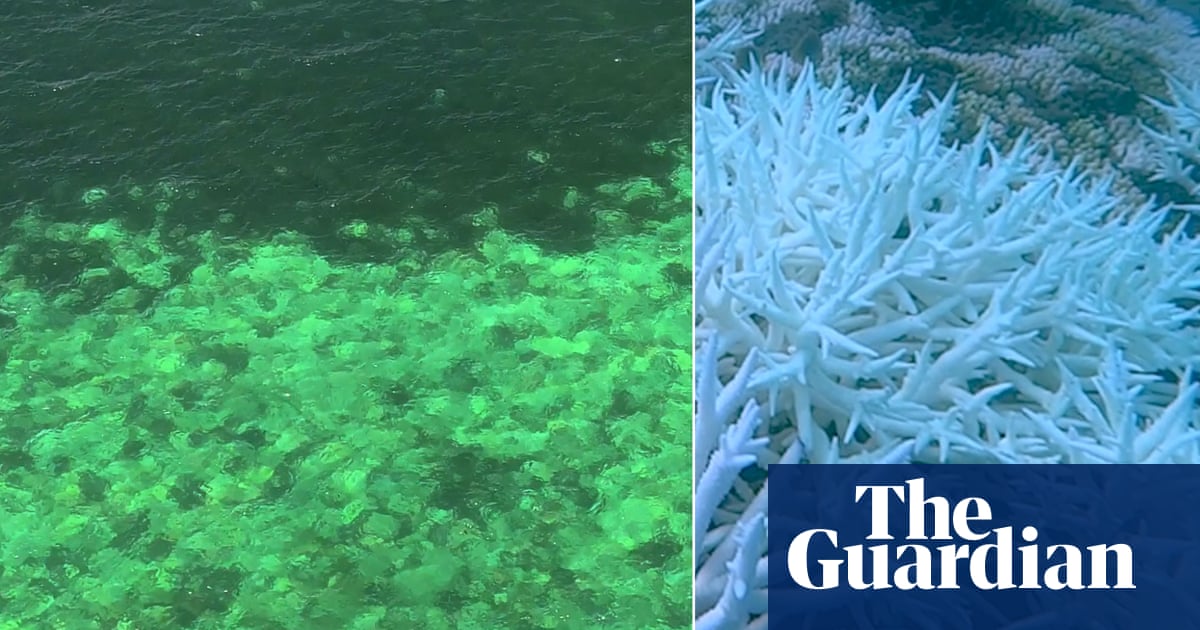 Aerial video shows mass coral bleaching on Great Barrier Reef amid global heat stress event  video | Environment