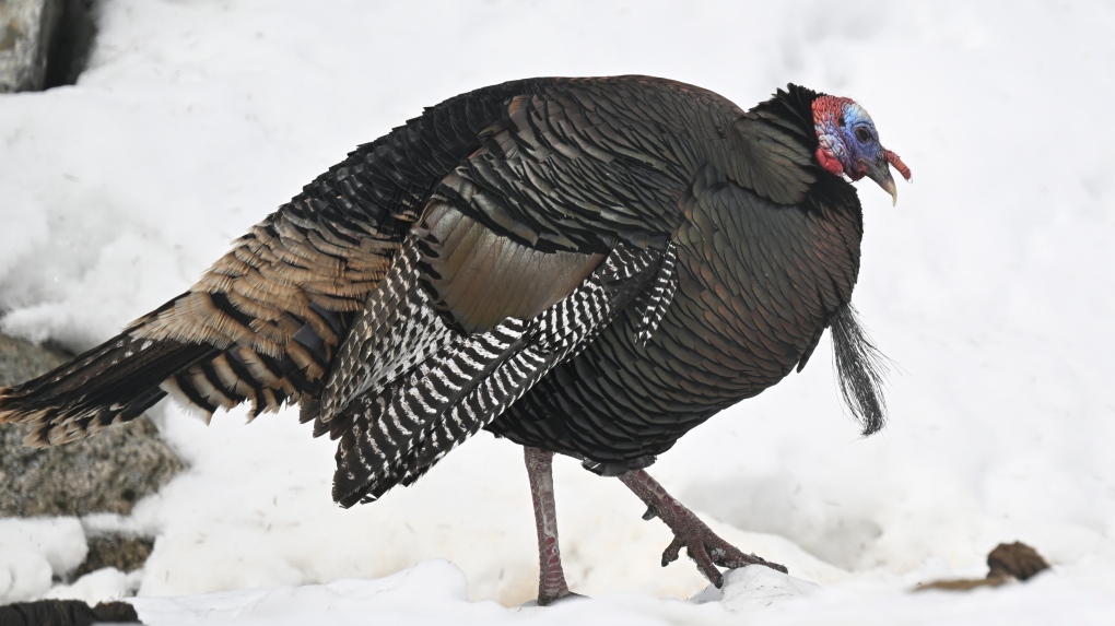 Wild turkey breaks into Quebec long-term care home [Video]