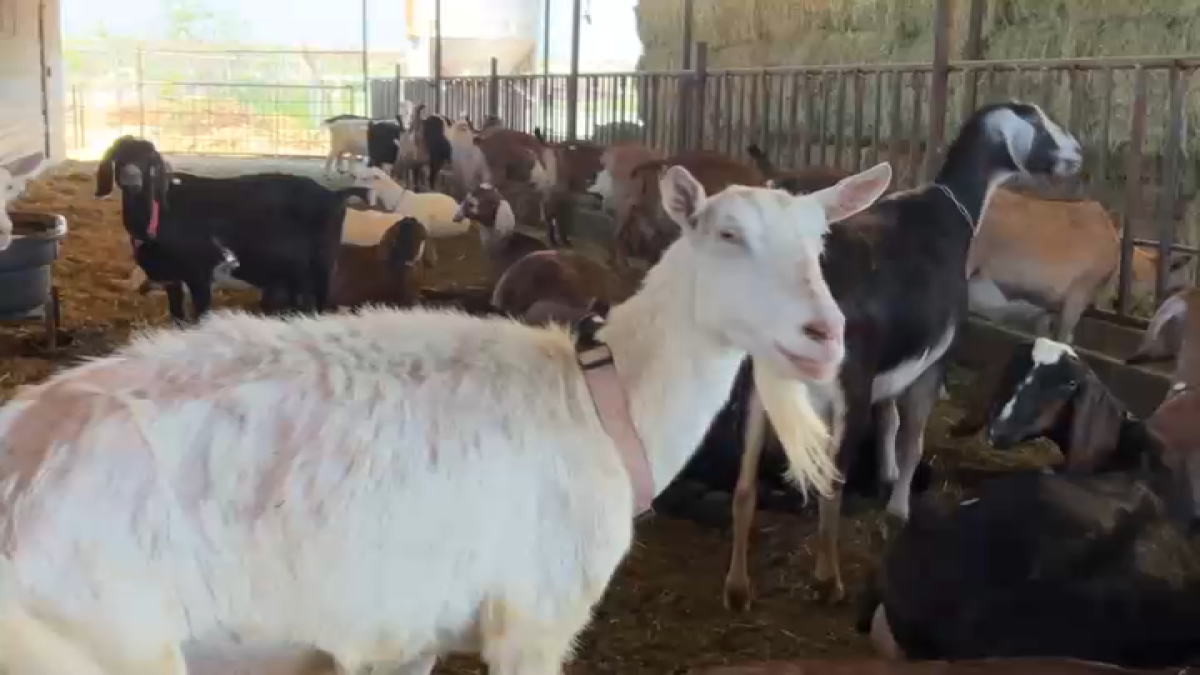 Thieves steal 12 goats from dairy farm in Ontario  NBC Los Angeles [Video]
