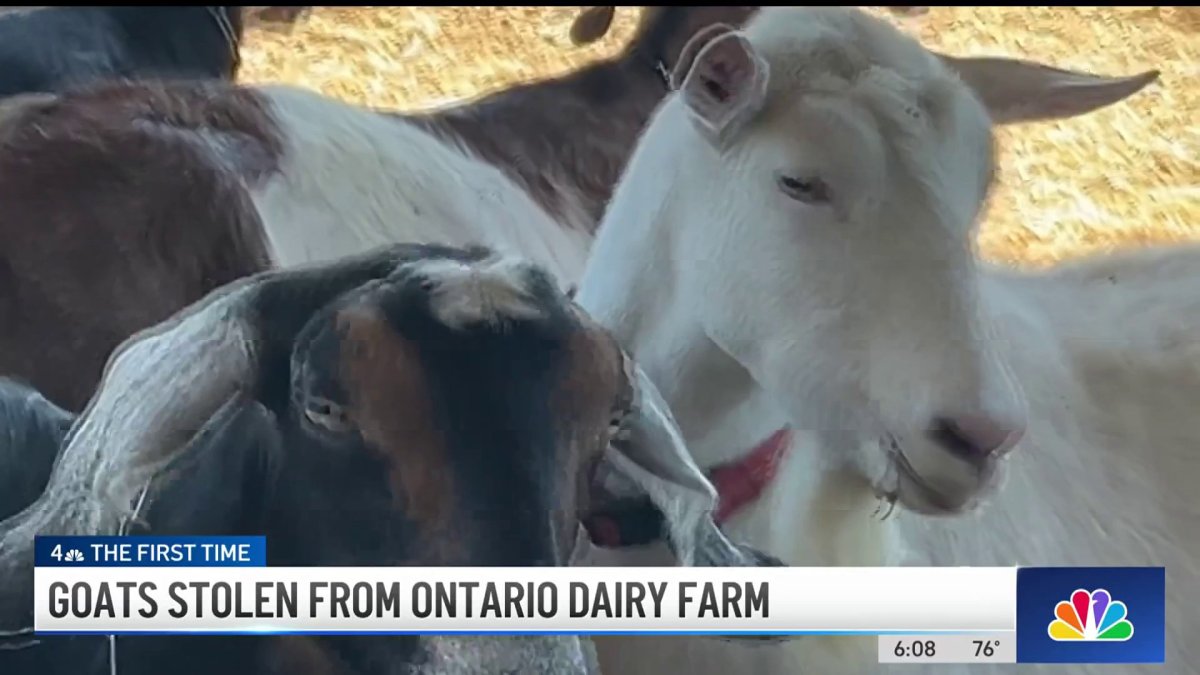 A dozen goats stolen from Ontario dairy farm  NBC Los Angeles [Video]