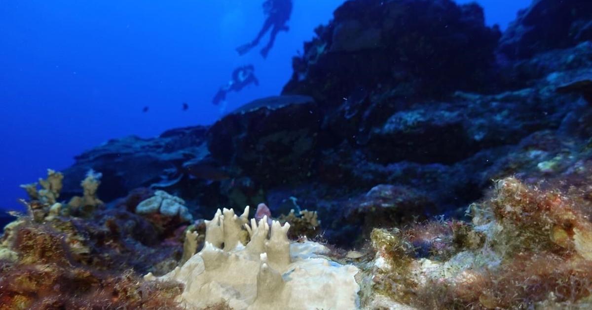 UN envoy says of the threat to coral reefs: ‘Are we faced with a colossal ecosystem tragedy? Yes’ [Video]