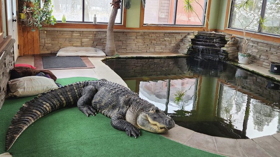 Info on Albert the alligator not being released until conclusion of investigation [Video]