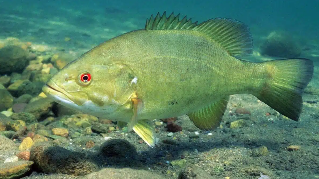 Smallmouth bass eradication underway in B.C. as province asks anglers for help [Video]