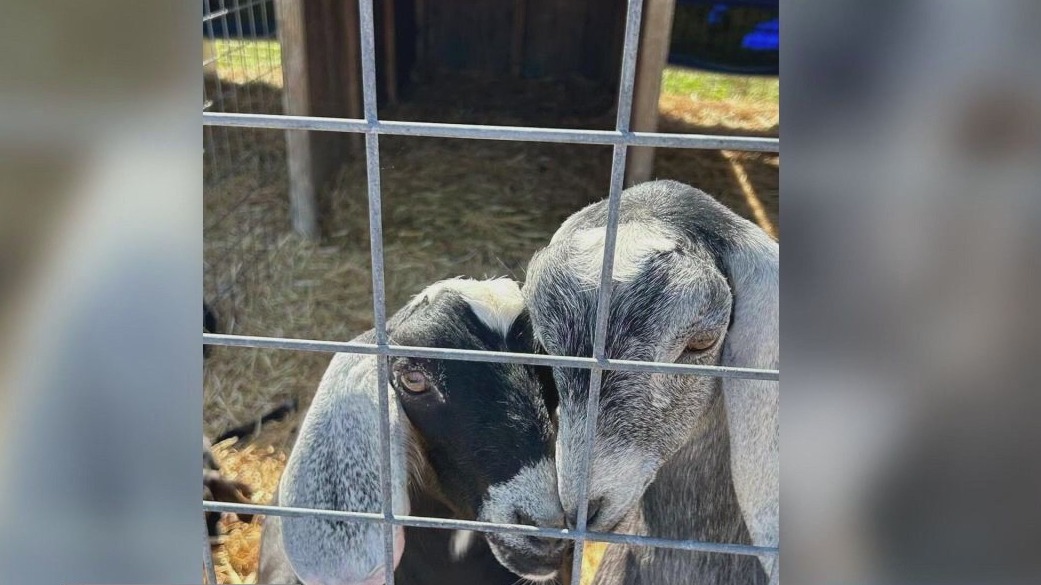 Goats stolen at family farm in Ontario [Video]