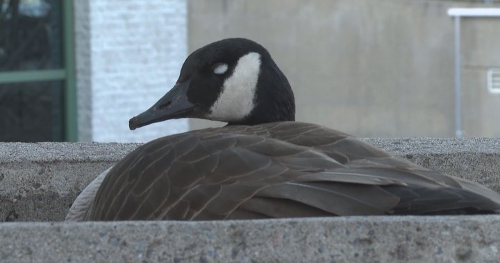 Nesting Canada geese stand on guard outside Quebec courthouse – Montreal [Video]