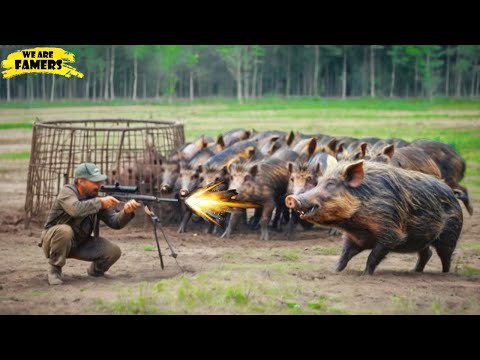 🐗 How Do Canadian Farmers Use Guns To Deal with Millions of Wild Boars Threatening Farms? [Video]