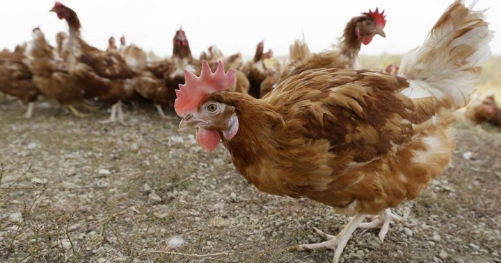 Bird flu risk to humans an enormous concern, WHO says. Heres what to know – National [Video]