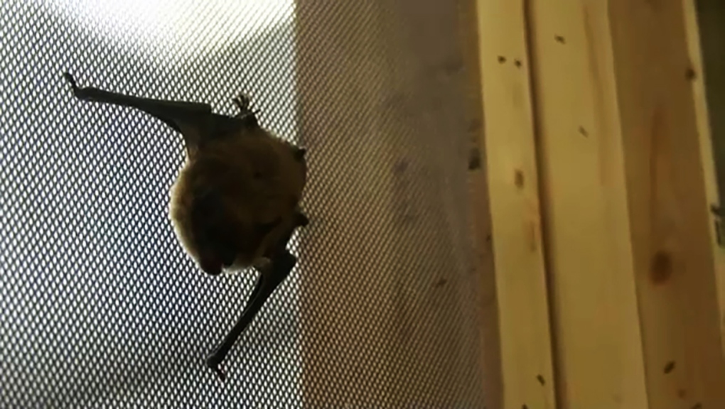 Spring migration brings bats back to Alberta, and that’s OK [Video]