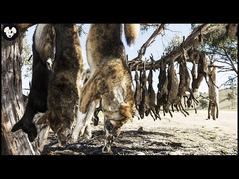 Incredible! Millions Of Wolf, Wild Boars Attack Farms At Night  Are Destroyed By Canadian Farmers [Video]