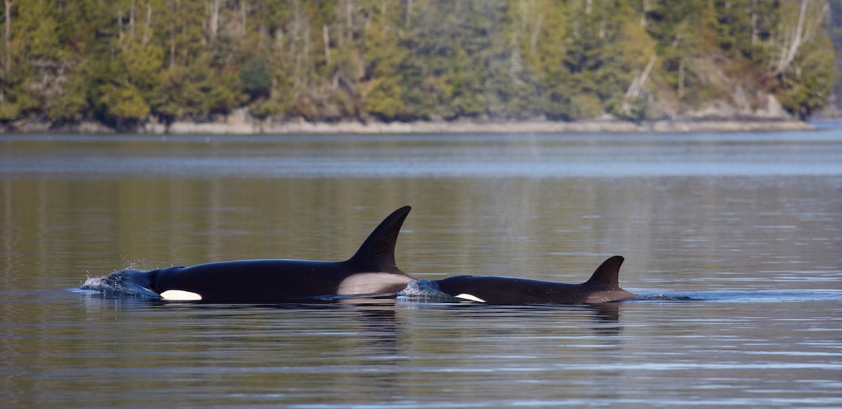 Baby orca, trapped where its Big Mama died, brings together B.C. researchers and locals in efforts to reunite it with family [Video]