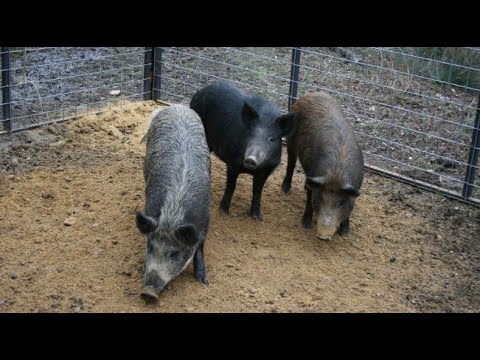 Montana Invasive Species Council prepares to keep feral pigs out of state [Video]