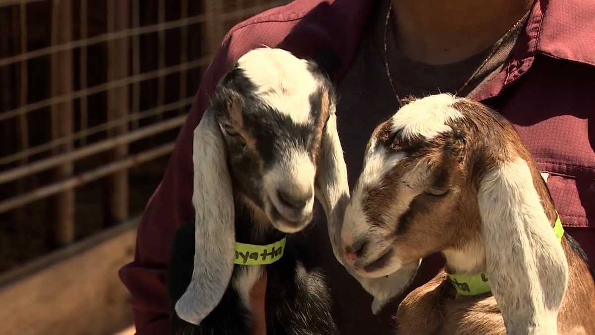 Thieves steal a dozen goats from a California farm [Video]