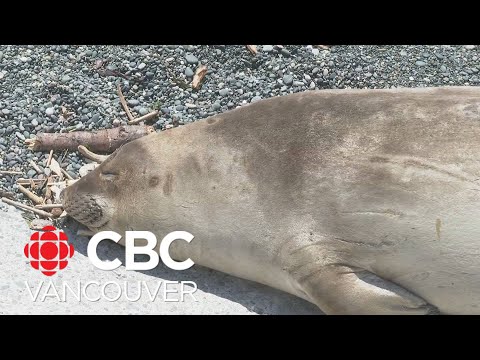 Emerson the elephant seal finds his way back to Victoria [Video]