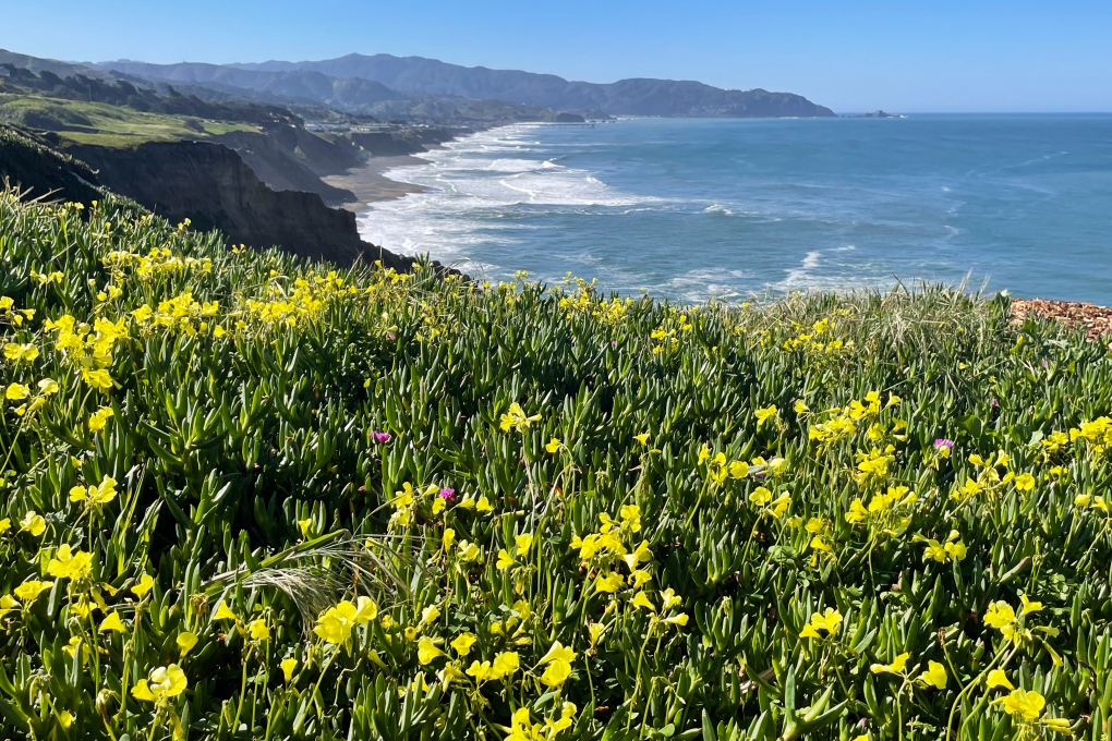Will there be a ‘superbloom’ this year in California? [Video]