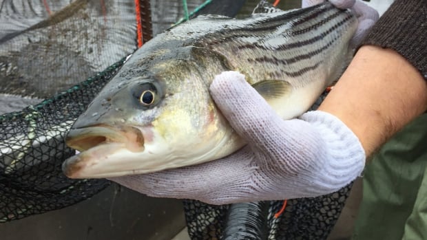 Hooked on a feeling: Why striped bass are so fun to fish [Video]
