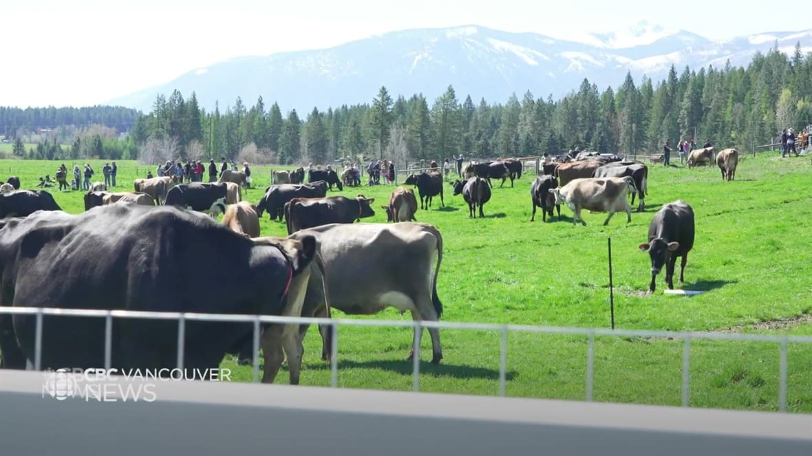 Massive turnout as cows return to pasture in B.C. interior [Video]