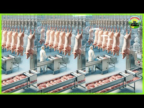 Pigs Farm-  China& USA- Which Pork Processing Plant is More Modern? Pork Processing Factory-SUN Farm [Video]