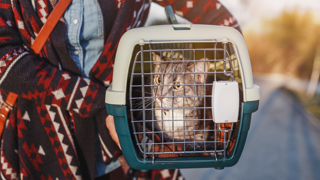 BC Ferries adds outdoor pet areas on 2 more vessels [Video]