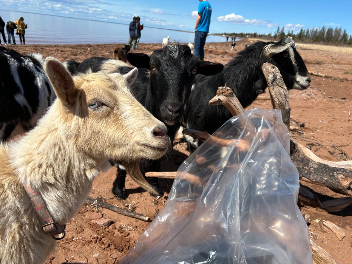 Goats, Islanders frolic to the beach to clean up trash and go surfing for Earth Day [Video]