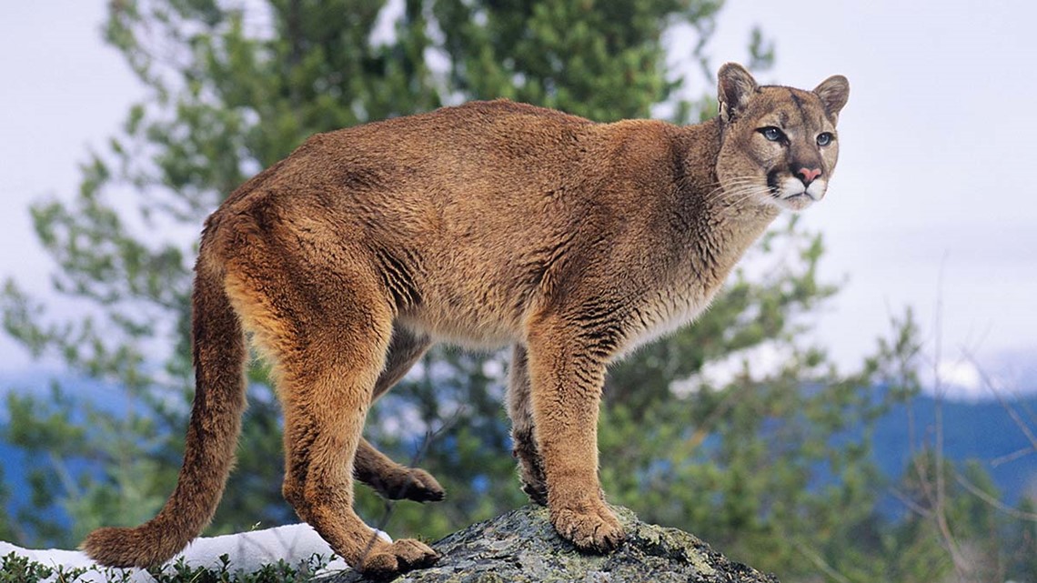 TPWD proposal would ban canned hunting of mountain lions [Video]