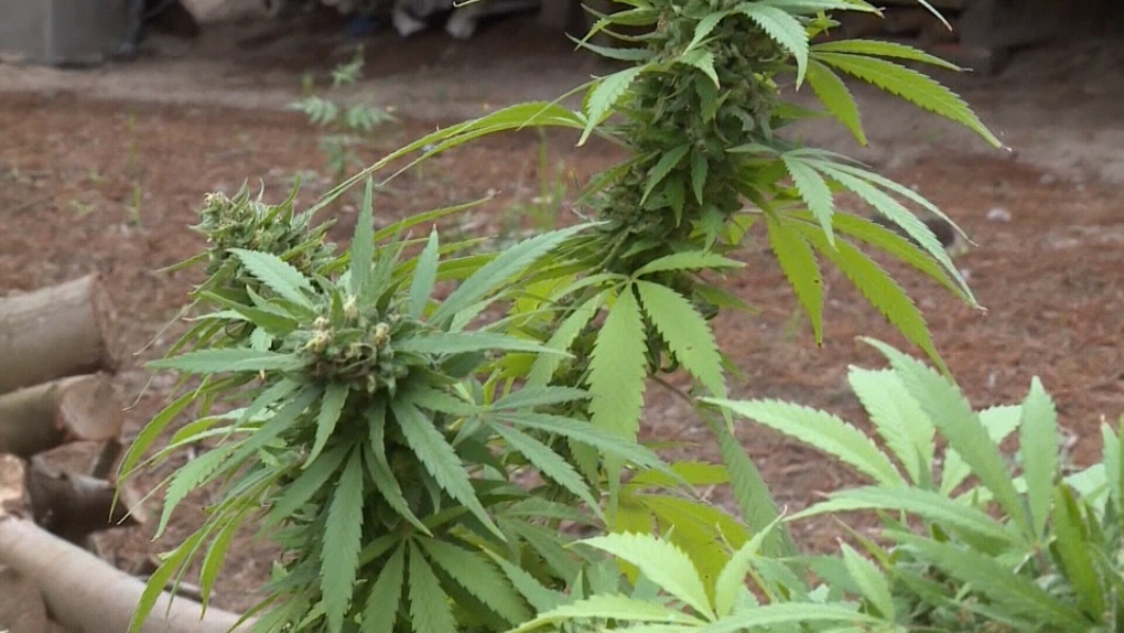 Cannabis: Manitoba could end ban on home growing for recreational purposes [Video]