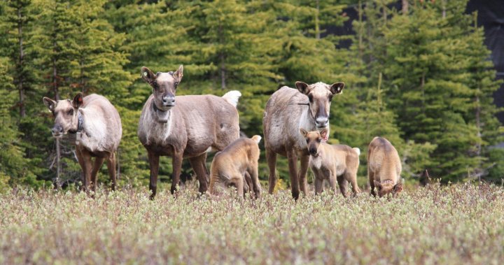 Caribou herds in Alberta, B.C., growing from wolf culls, cow pens: study [Video]