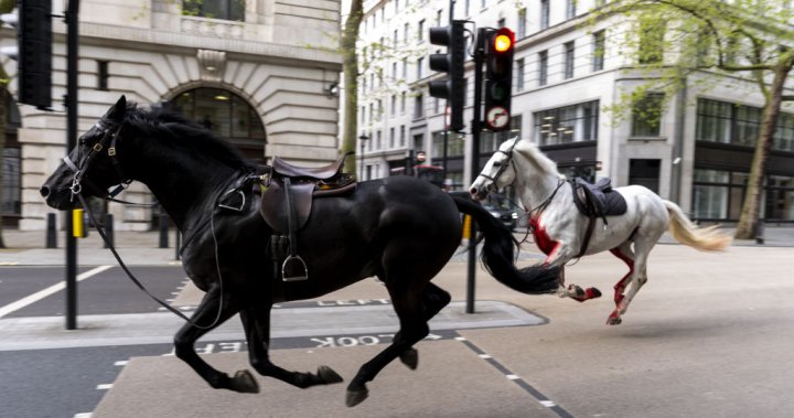 Four injured after military horses break loose, stampede in London, U.K. – National [Video]