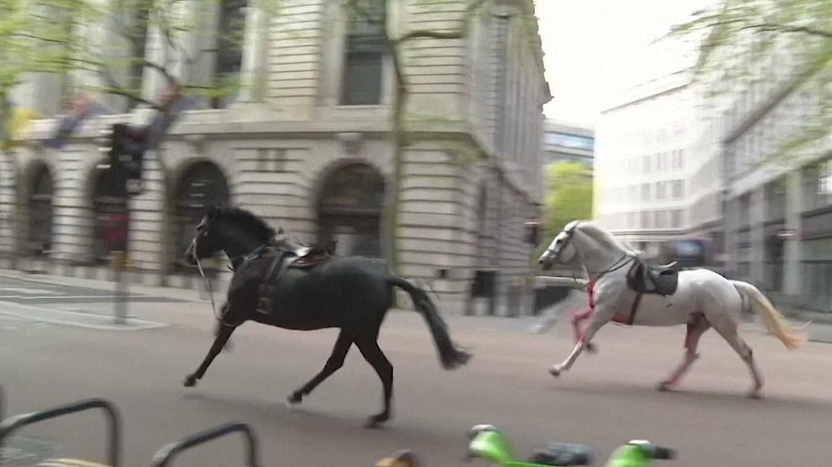 Horses  without riders  bolt through London streets [Video]