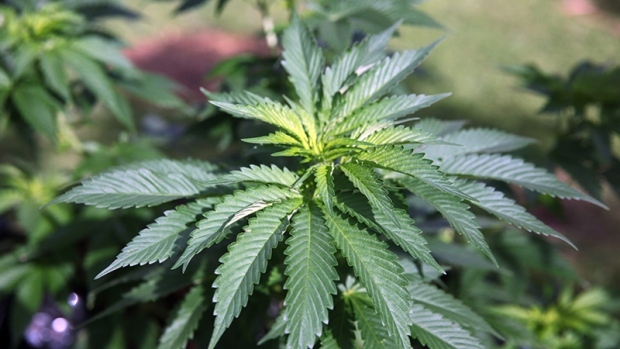 Manitoba to repeal homegrown cannabis ban [Video]