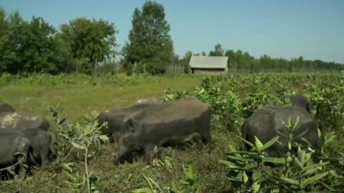 More funding for Squeal on Pigs program [Video]