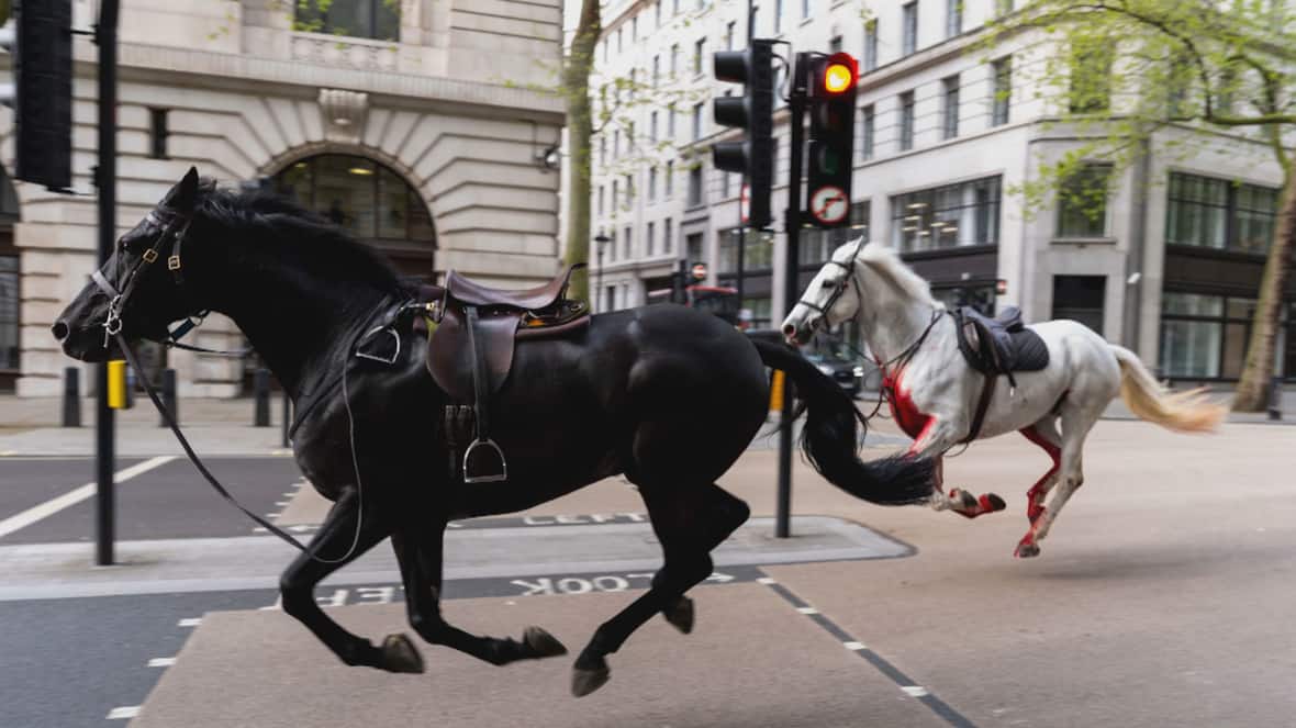 Runaway horses cause rush-hour chaos in London [Video]