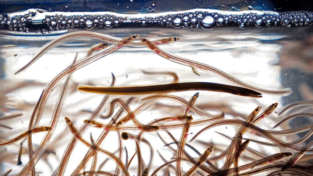 N.S. news: Federal government arrests dozens for illegal elver fishing [Video]