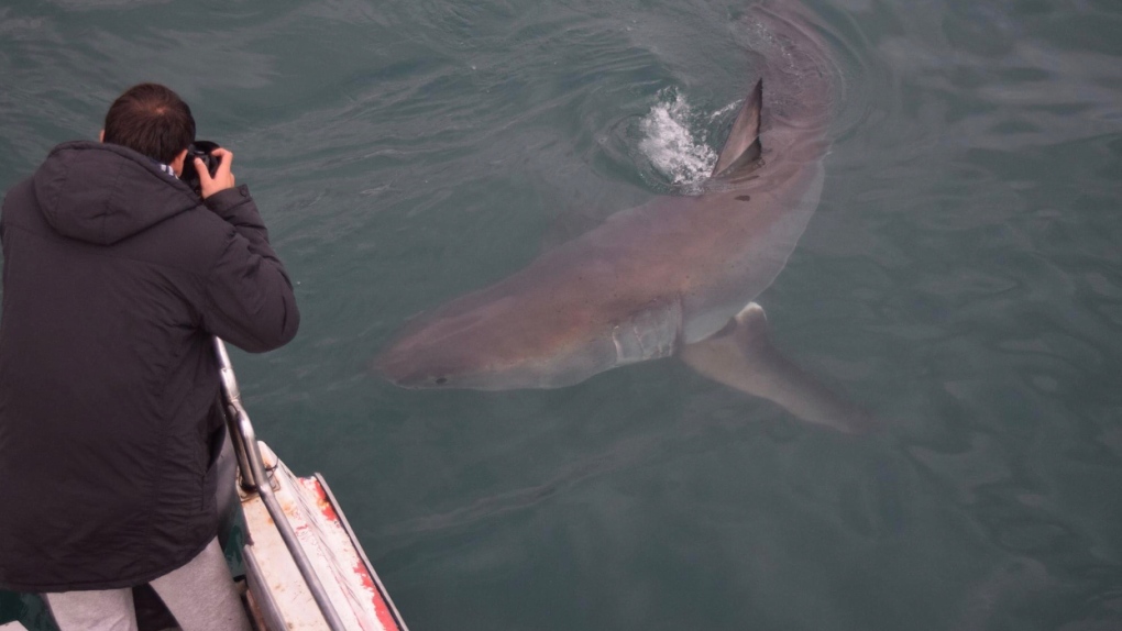 N.S. news: Shark cage diving arrives in Halifax this July [Video]